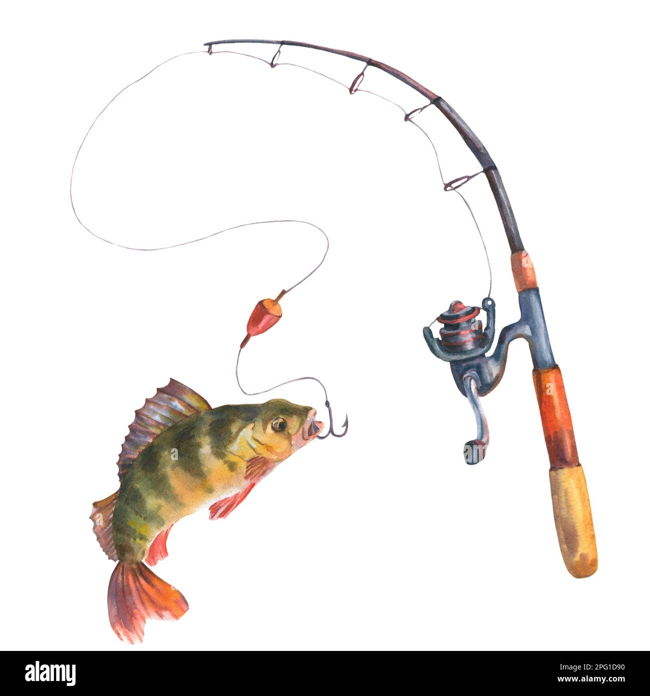 Watercolor illustration of a perch caught with a fishing rod on a hook. Cut  out clip art element for design, postcards, stickers, scrapbooking, poster  Stock Photo - Alamy