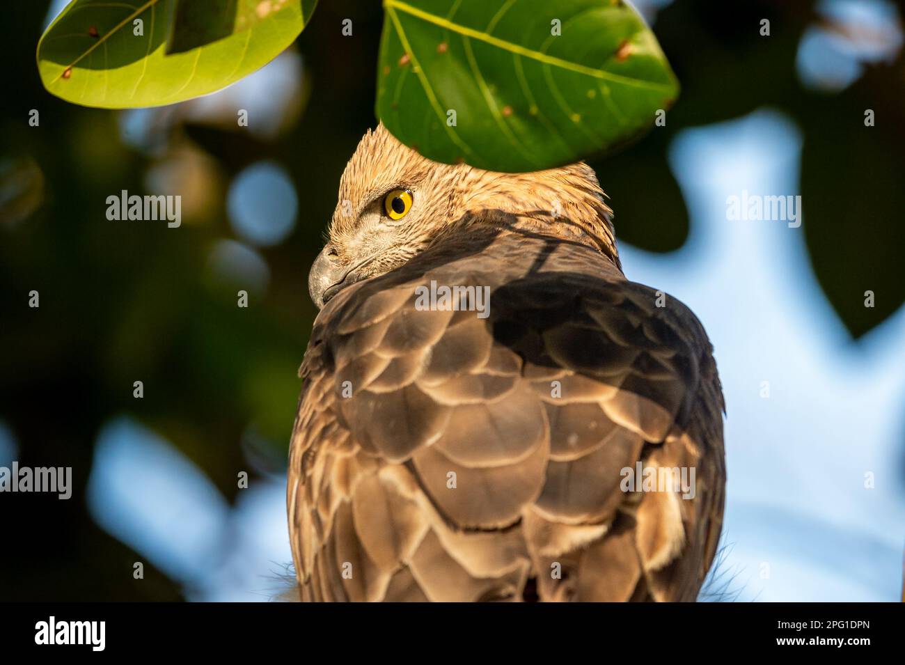 changeable or crested hawk eagle or nisaetus cirrhatus extreme closeup with feather details perched on tree in natural green background jim corbett Stock Photo