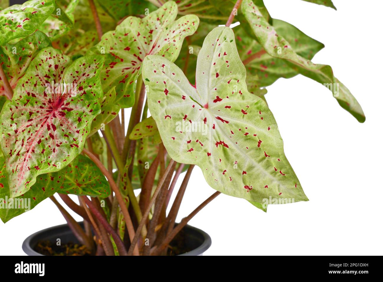 Leaf of exotic 'Caladium Miss Muffet' houseplant with red dots Stock Photo