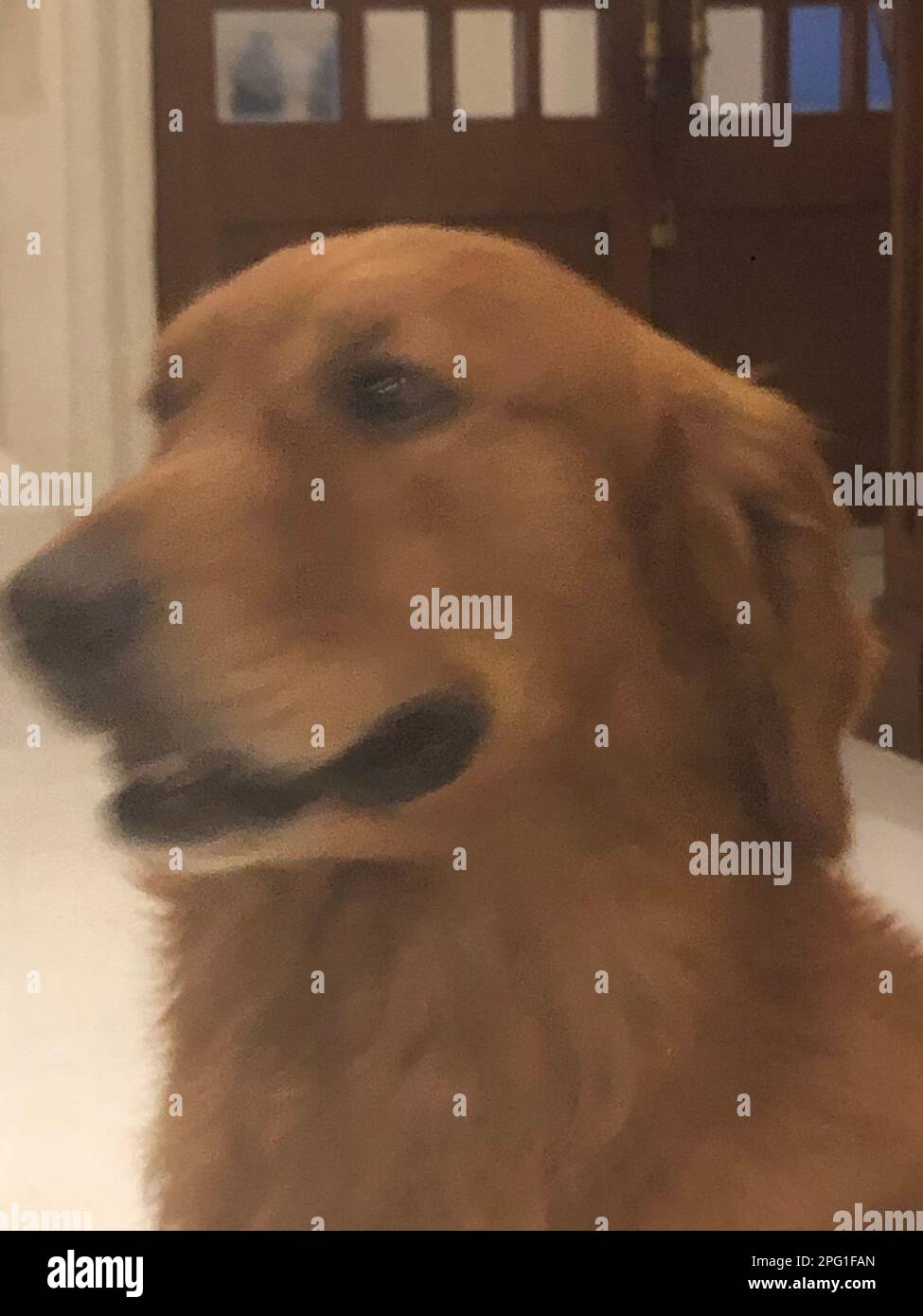 Pictures of my pet dogs, Sri Lanka Stock Photo Alamy