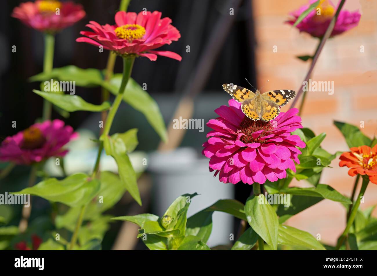 zinnia flowers in the sun in the garden. The common name for the flower is the major. Butterflies on summer flowers. Selective focus. Stock Photo