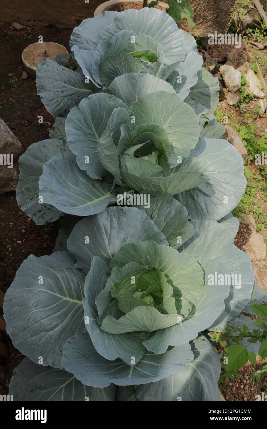 Few open leaved green Cabbage plants growing on a farm as a row ...