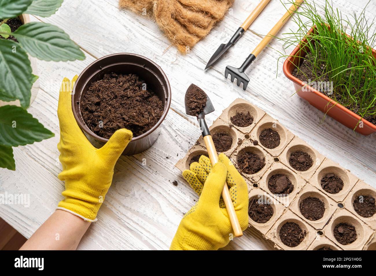 Gardener planting flowers. Female Hands Working with Soil, Natural ...