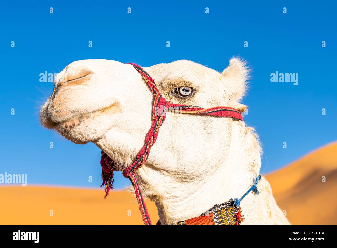 Blue eyed white dromedary camel. Portrait looking at camera, low angle view head shot on the Sahara Desert.  Red decorated reins and blurred sand dune Stock Photo