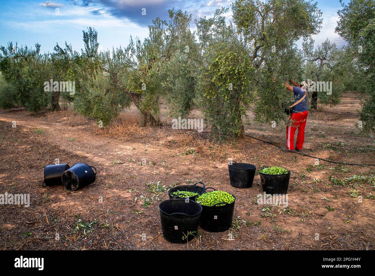 Workers collecting the olives from the olive trees, Cañada de los