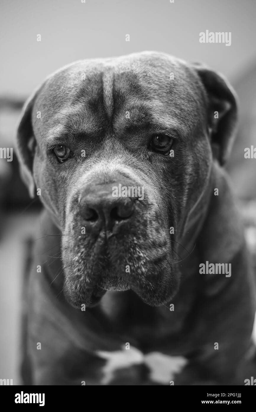 Black and white portrait of a sitting big Cane Corso dog Stock Photo