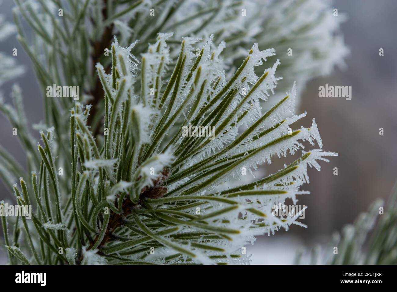 Snow-covered pine trees branches covered with snow frost. Perfect wintry wallpapers magical nature photography. Stock Photo