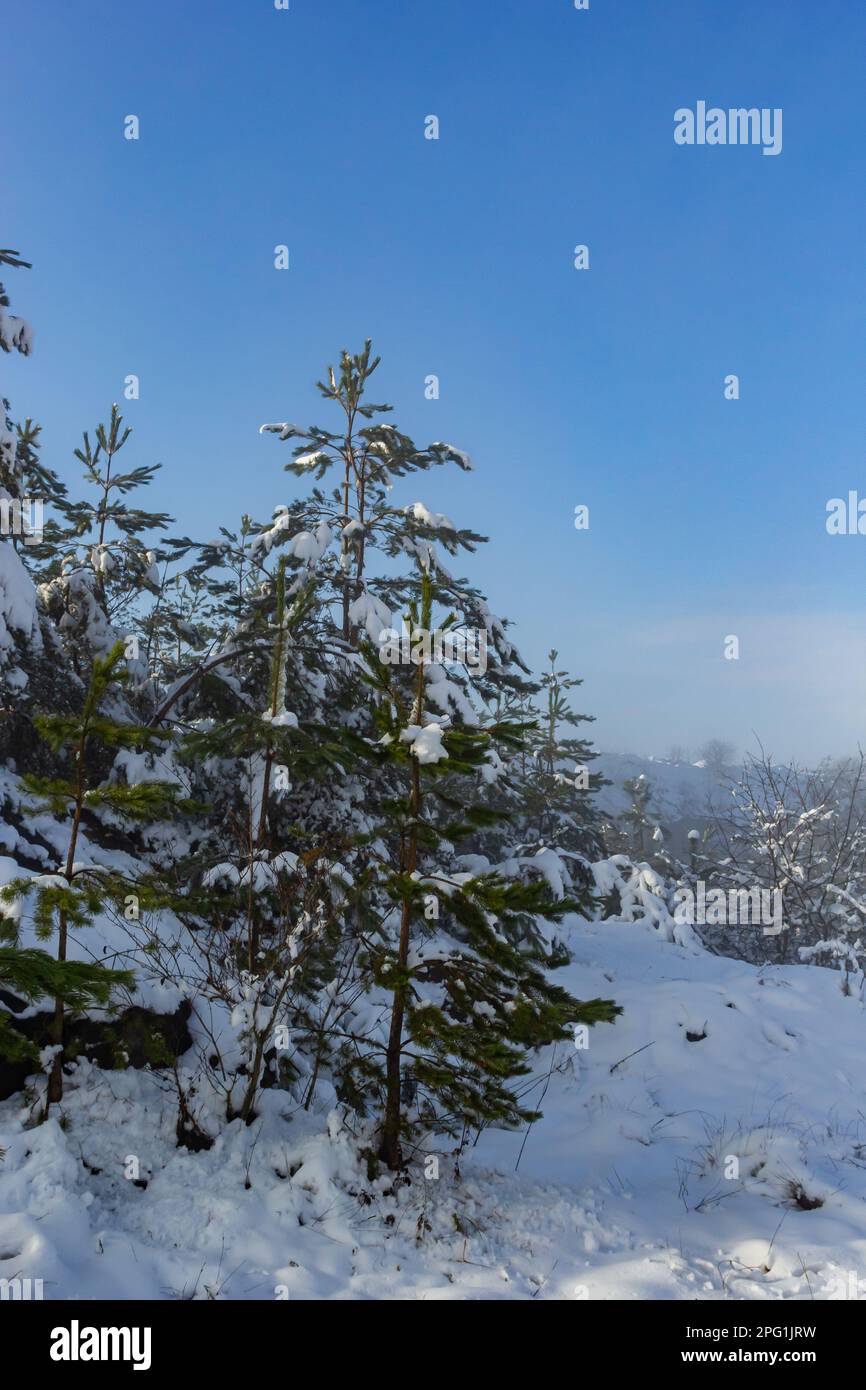 Snow horizon pine trees hi-res stock photography and images - Alamy