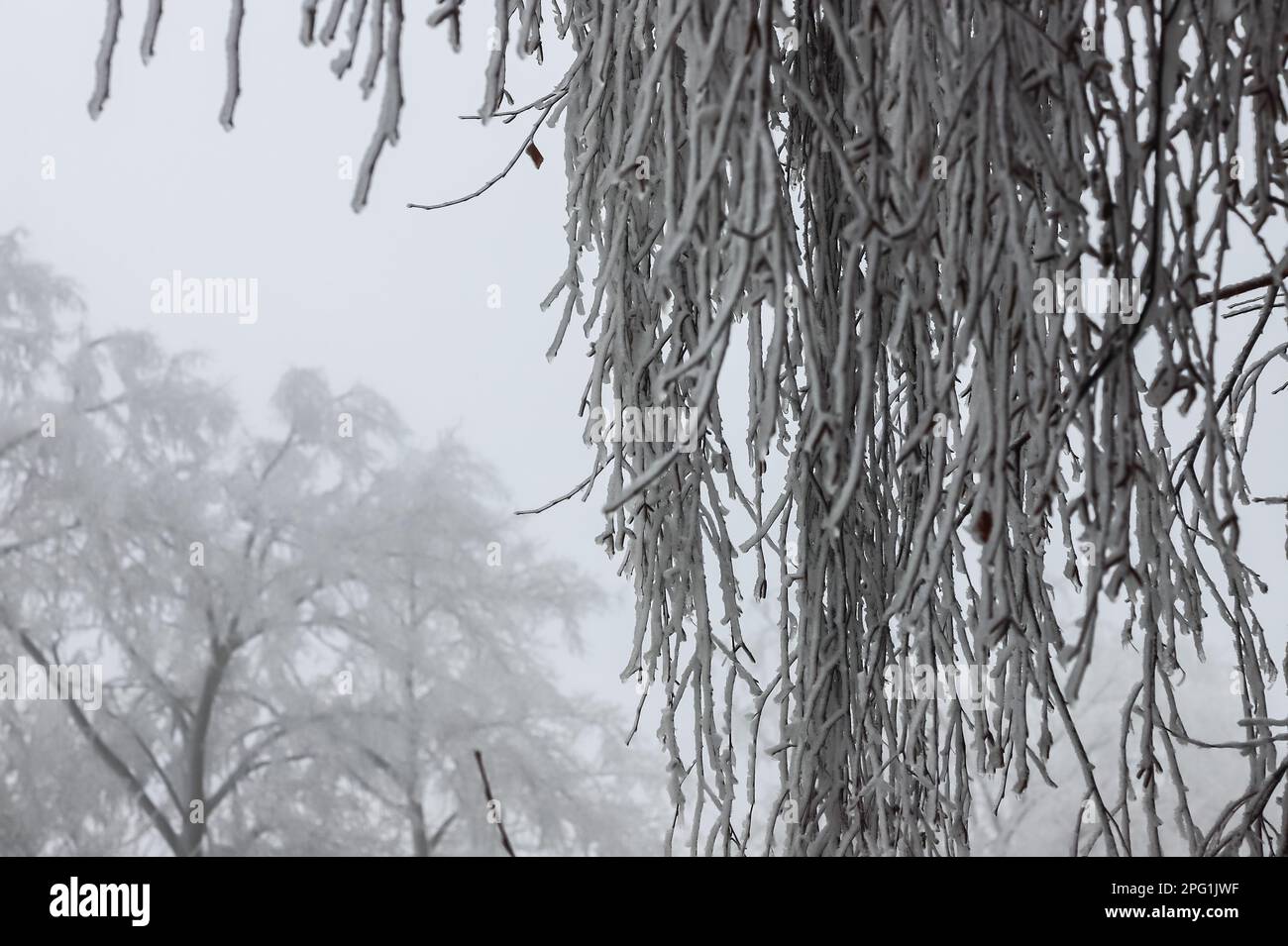 Branches Covered With Ice After Freezing Rain Sparkling Ice Covered  Everything After Ice Storm Cyclone Terrible Beauty Of Nature Concept Winter  Landscape Scene Postcard Selective Focus Stock Photo - Download Image Now 