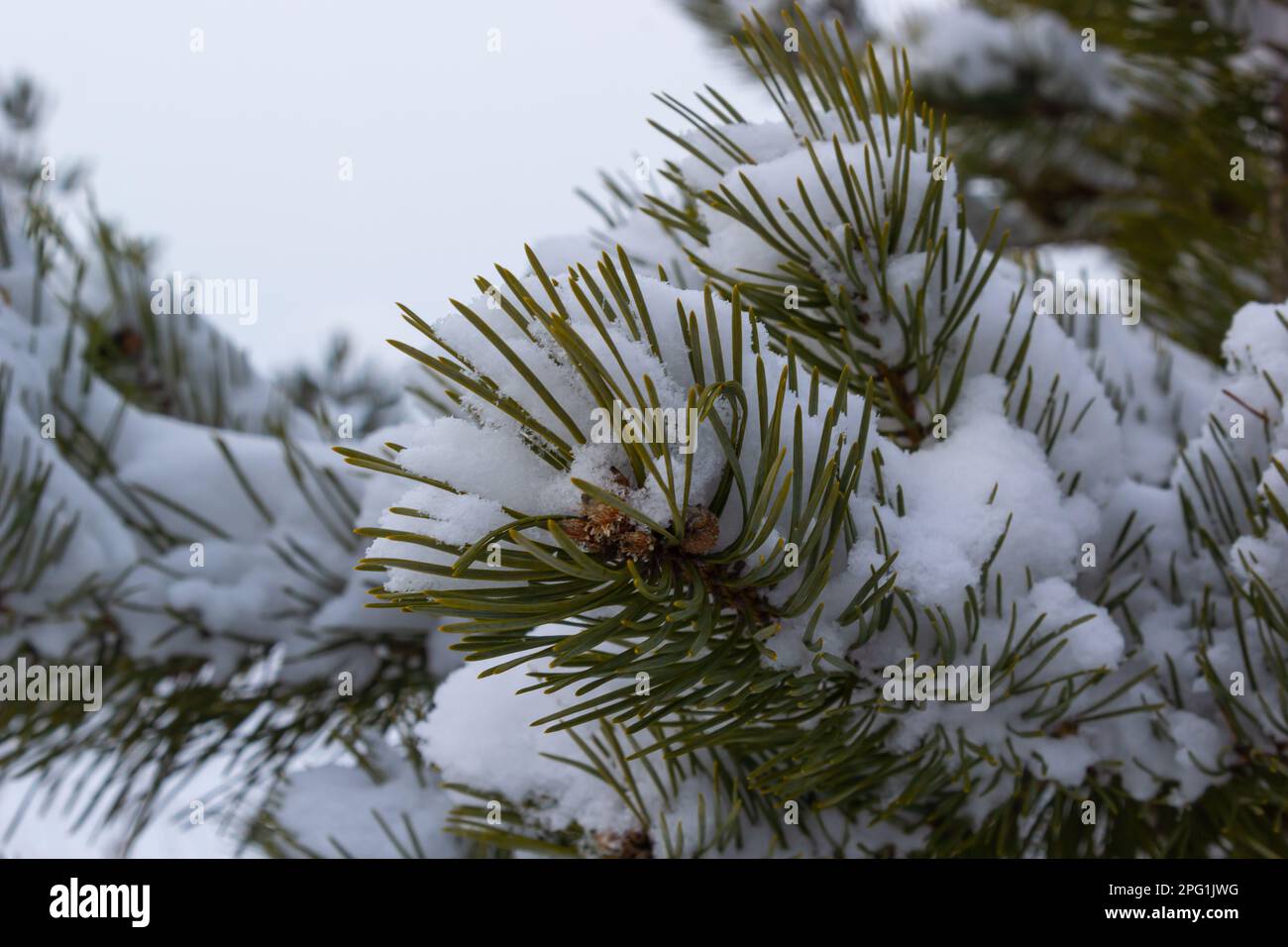 Snow-covered pine trees branches covered with snow frost. Perfect wintry wallpapers magical nature photography. Stock Photo