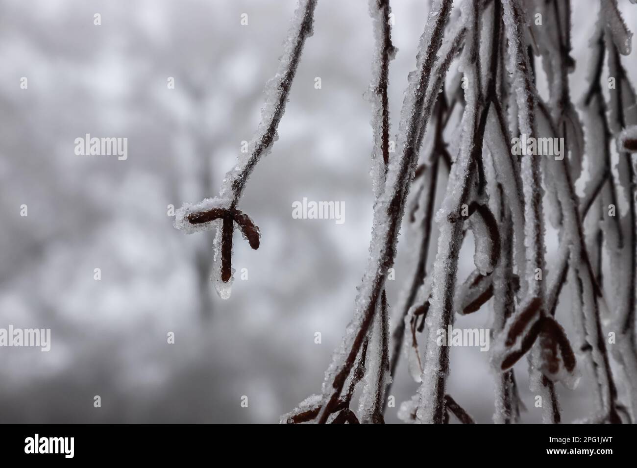 Branches covered with ice after freezing rain. Sparkling ice covered everything after ice storm