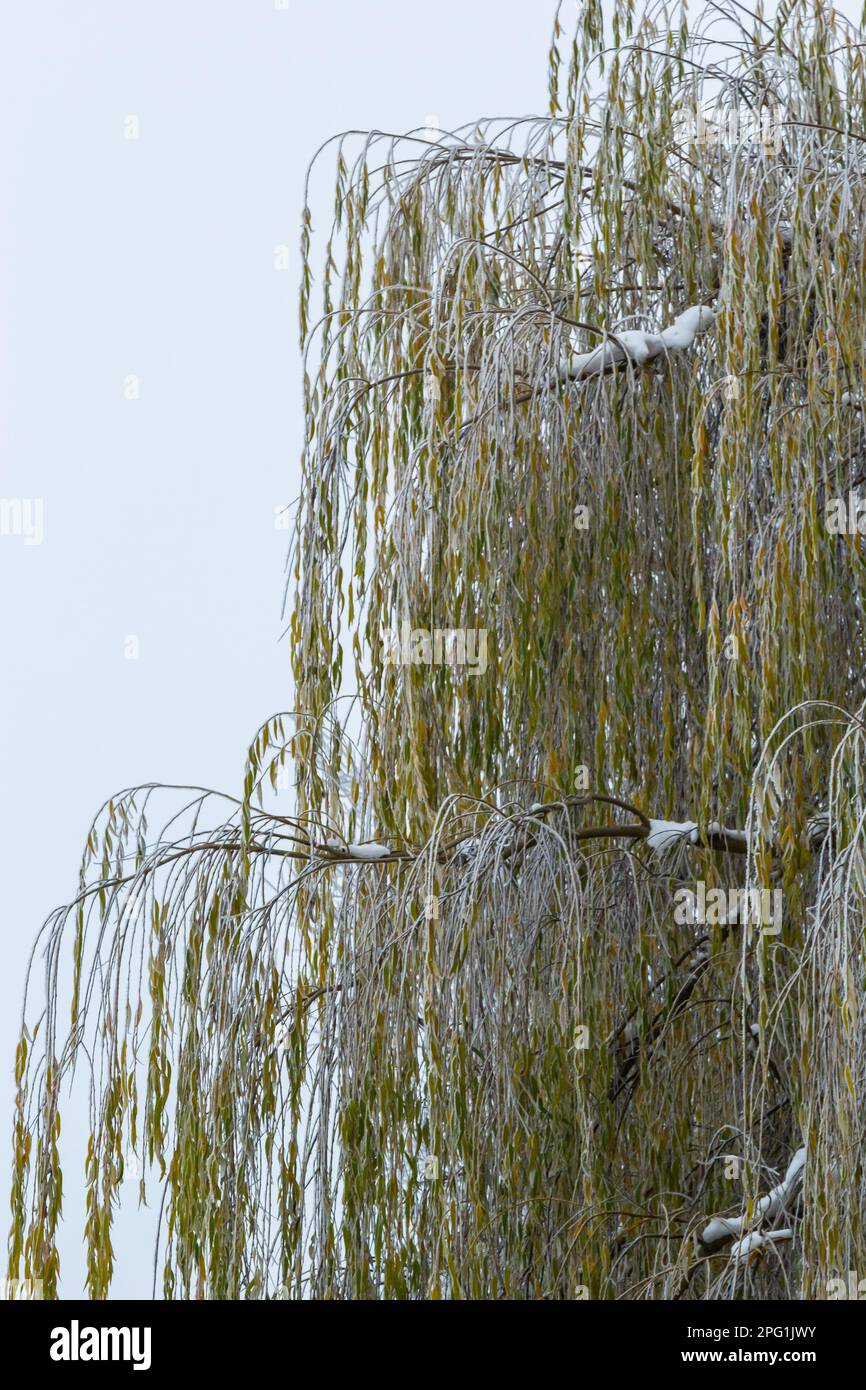 Weeping willow bombarded with ice fog. Frost on tree branches in frosty weather. Stock Photo