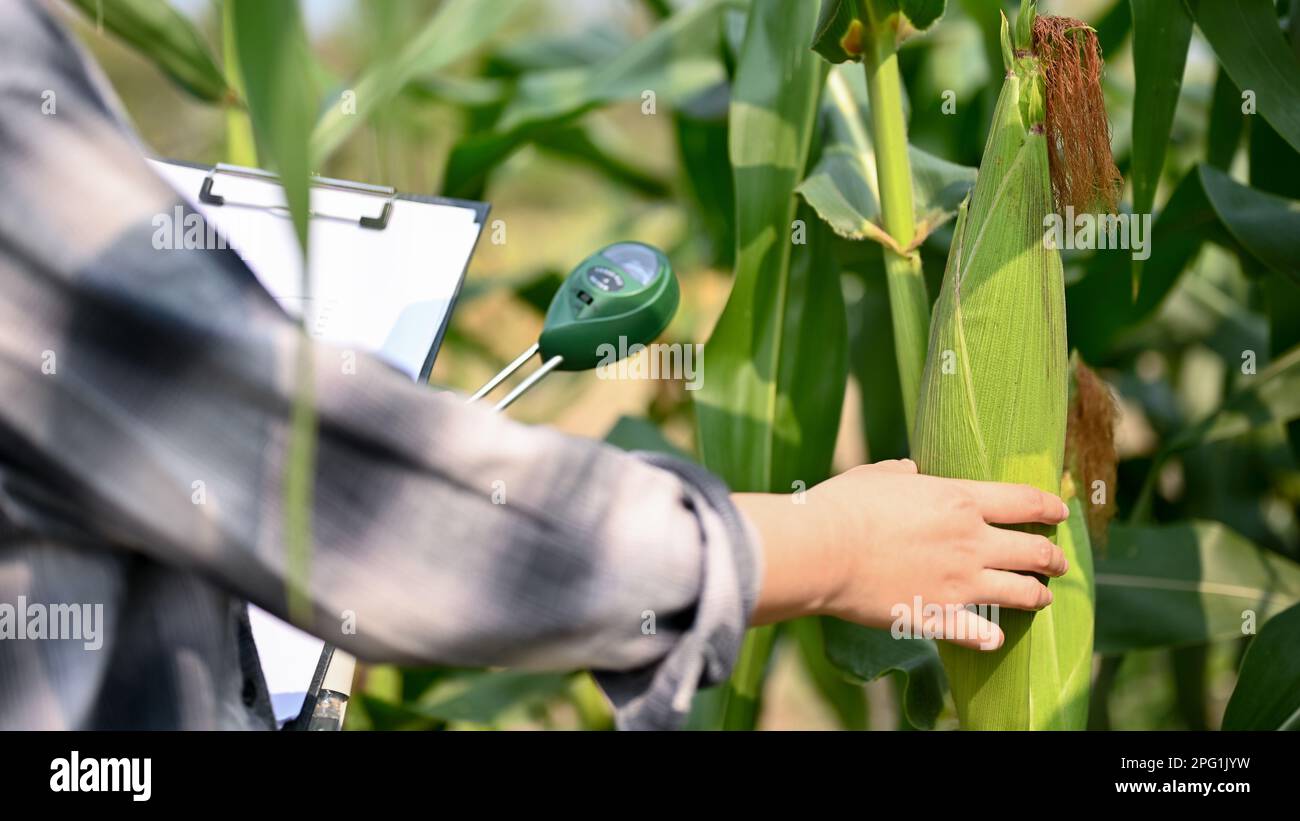 Cropped image of an Asian female farmer working in the corn field