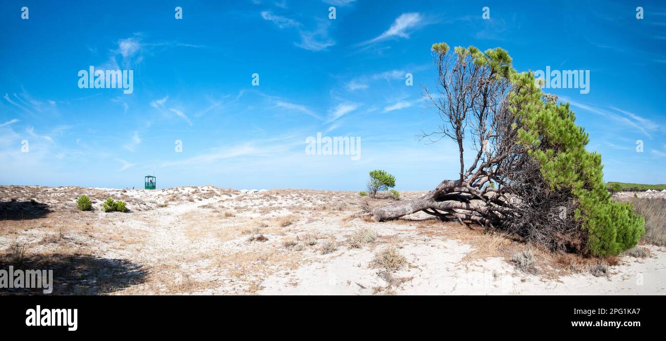 Spiaggia di Budoni, Sardegna, Italia. Paesaggio caratteristico della spiaggia con vegetazione e pino marittimo coricato dal vento Stock Photo