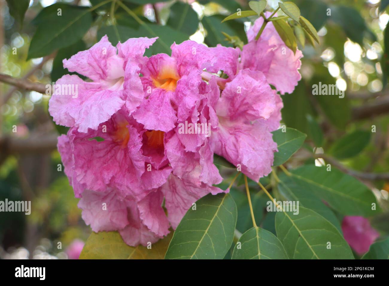 Tabebuia rosea, Pink trumpet Flower in Can Tho University, March 2023, Campus, Can Tho city, Viet Nam Stock Photo