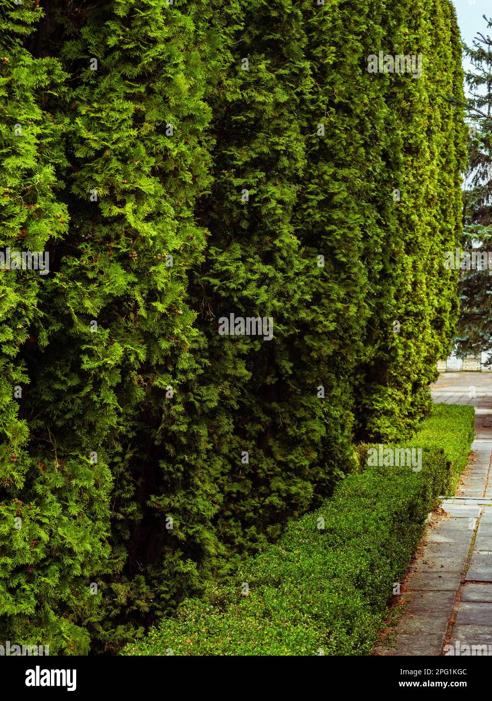 Concrete slab walkway along green bushes and thuja trees Stock Photo