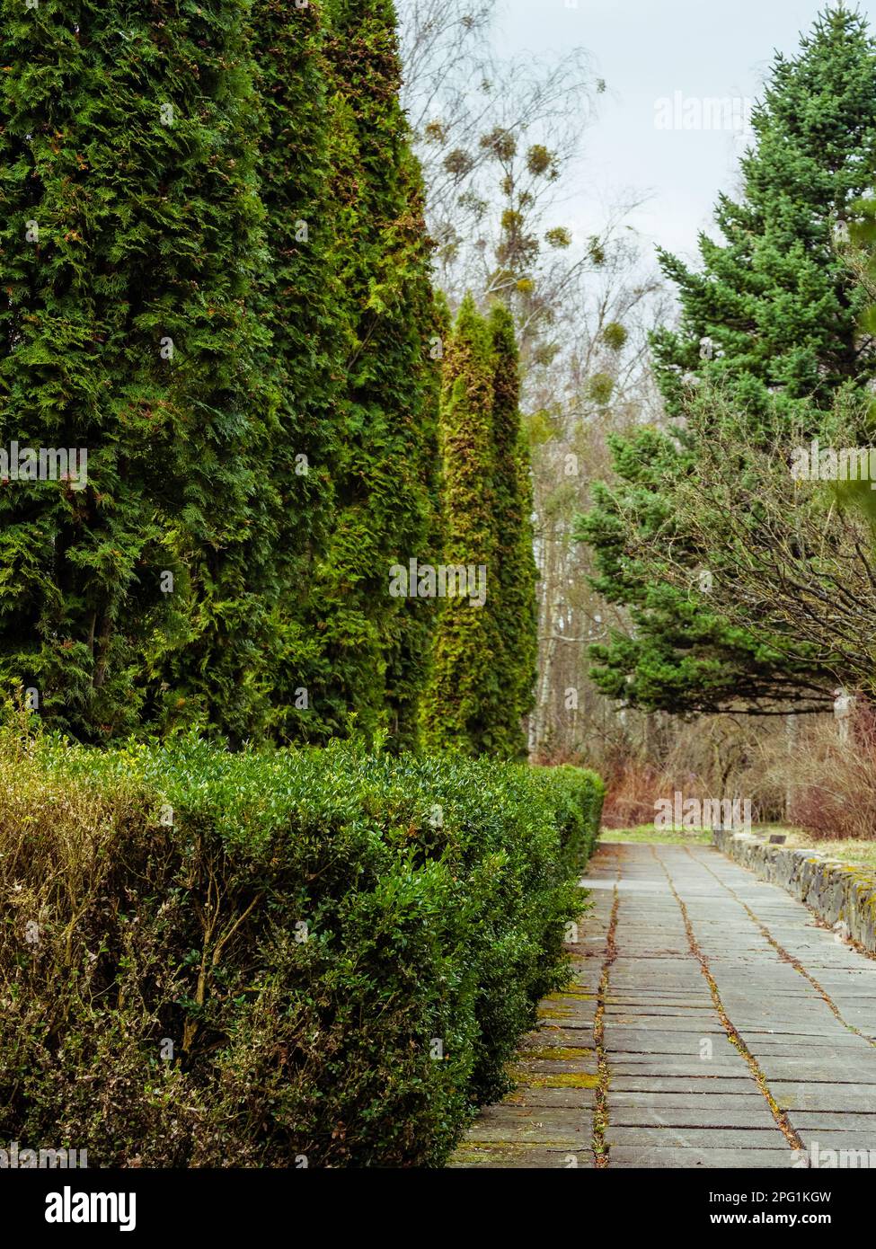 Walking alley of concrete slabs along green bushes and thuja trees Stock Photo