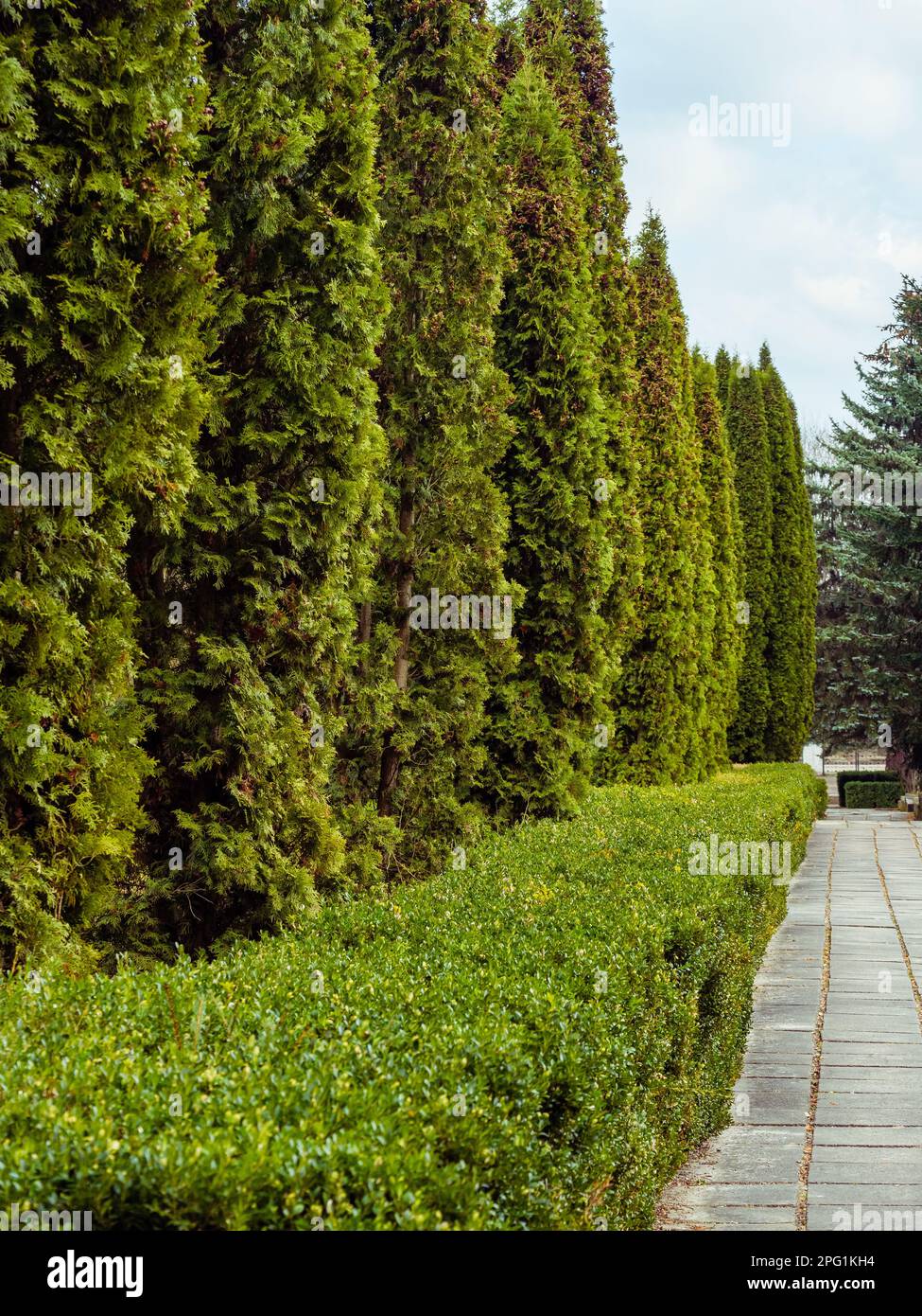 Walking alley of slabs along green bushes and thuja trees Stock Photo