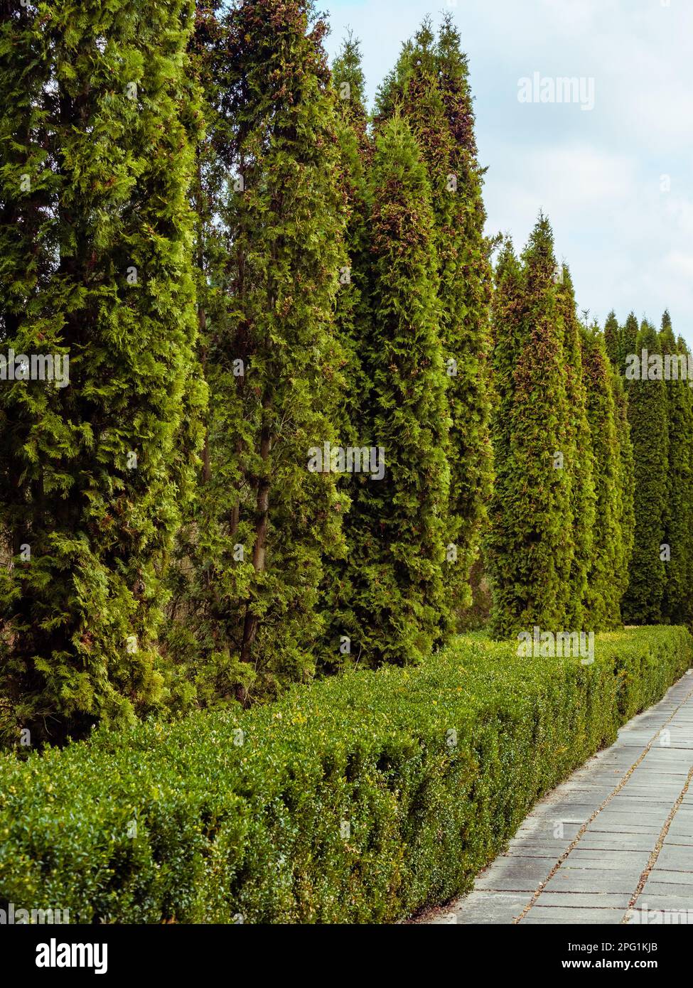 Walking way made of concrete slabs along the green thuja trees Stock Photo