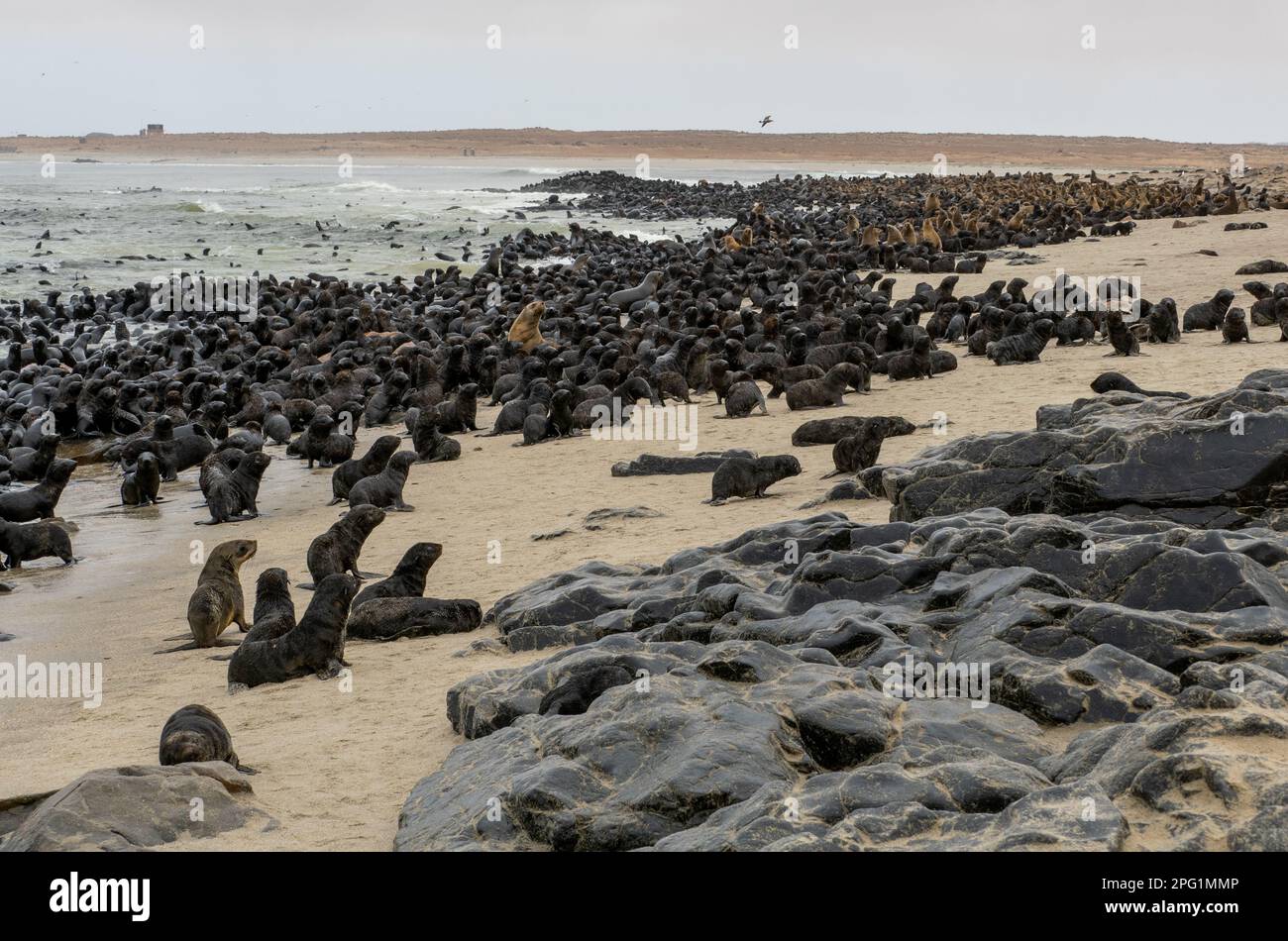 Seals at the Cape Cross seal colony/reserve on Sceleton coast, Northern Namibia 2023 Stock Photo