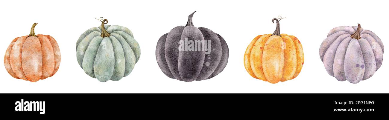 Watercolor colorful pumpkins harvest vegetable illustration isolated on ...