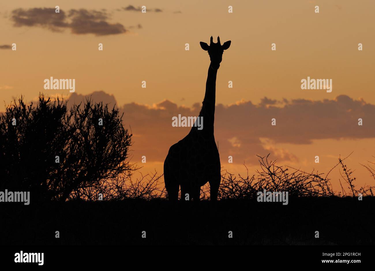 Giraffes, Africa Safari lodge, Mariental, Namibia Stock Photo