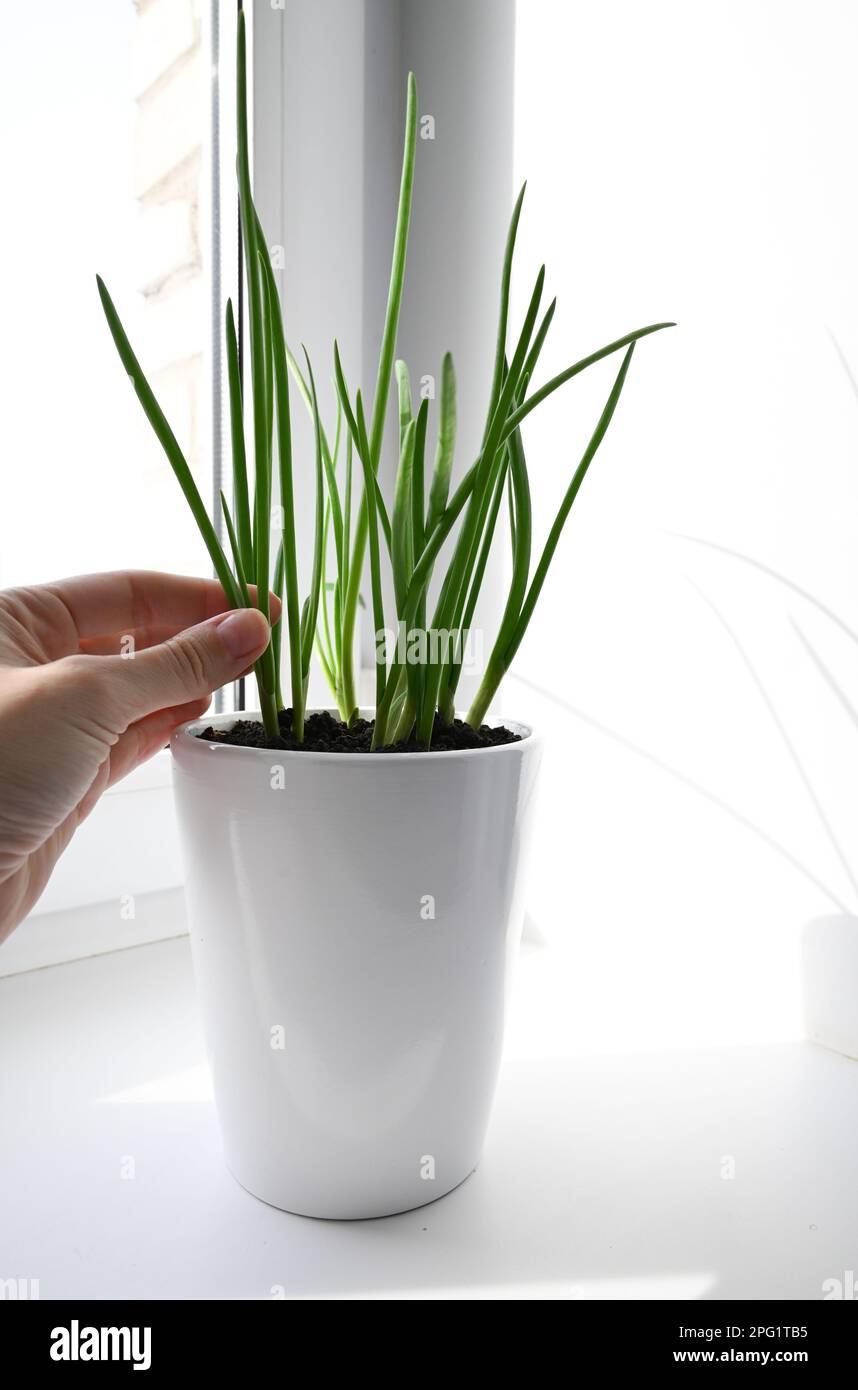 the lucky bamboo plant Buy 3 Layer Lucky Bamboo Plant in a Bowl with Pebbles online from  Nurserylive at lowest price