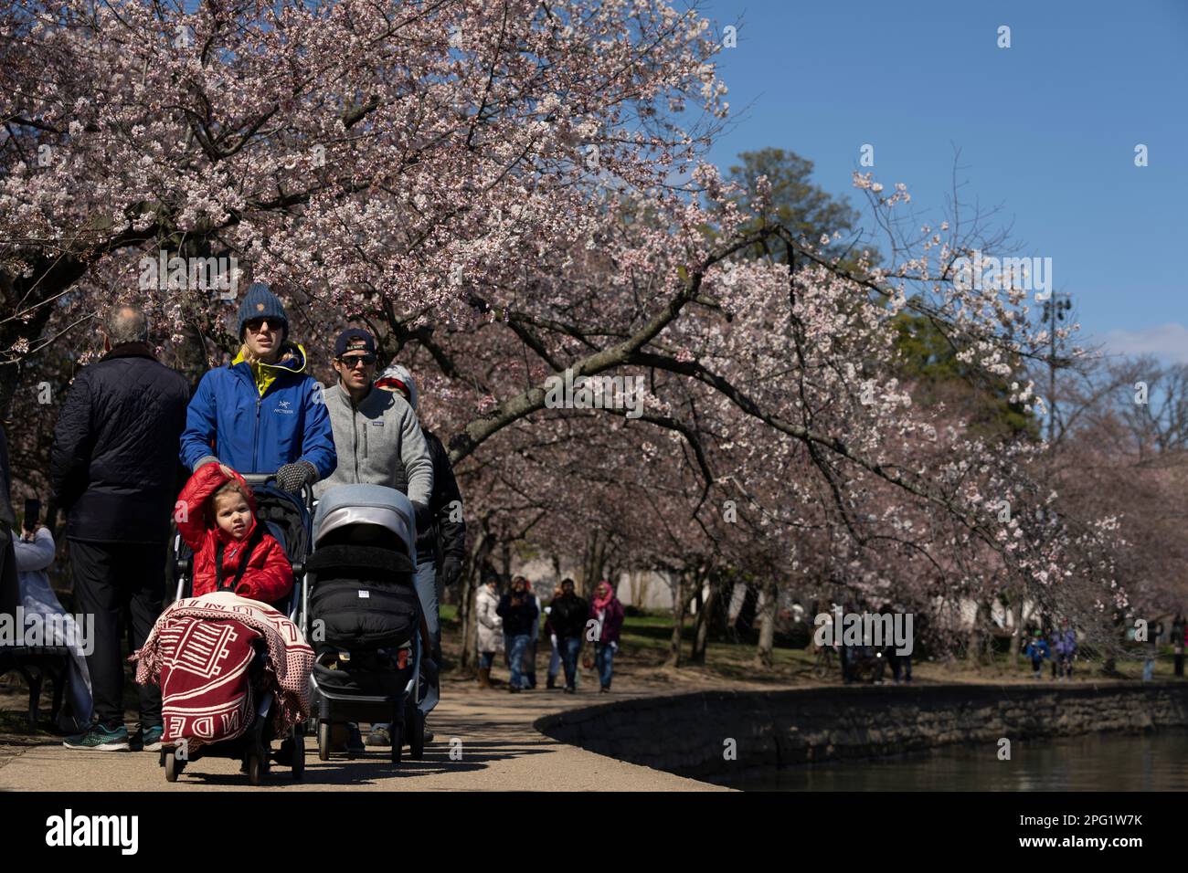 Visitors walk around the Tidal Basin as the Yoshino cherry blossom trees bloom, Sunday, March 19