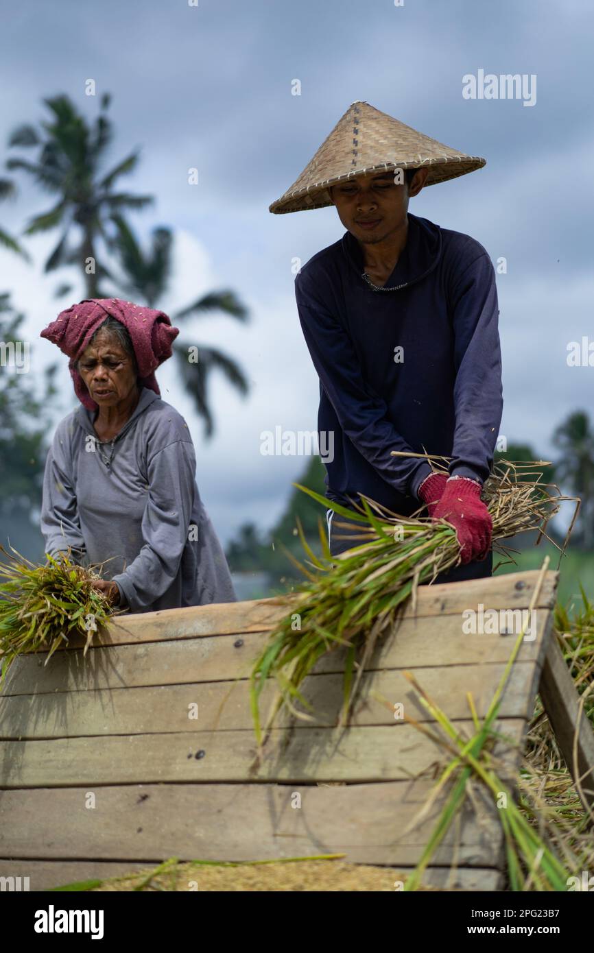 People, men and women manually harvest rice, dry rice. Indonesia Stock ...