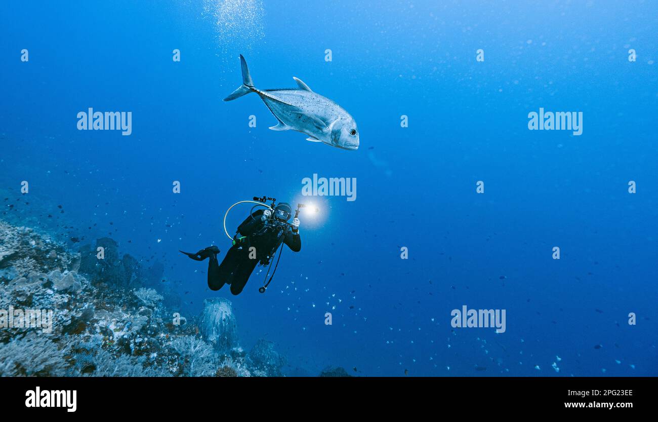 diver taking a picture of a trevally fish at Banda Sea / Indonesia Stock Photo