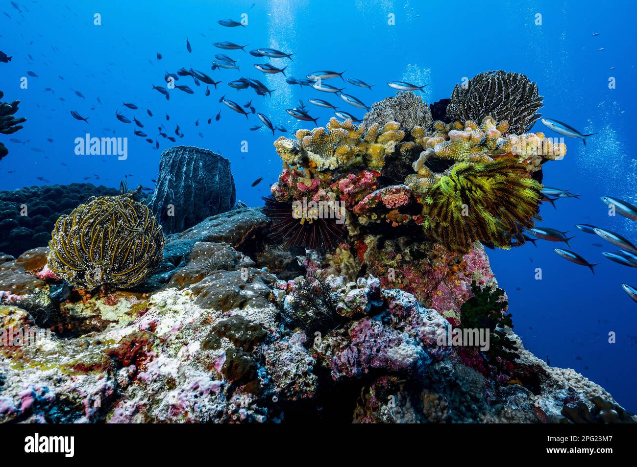 underwater landscape with barrel sponge coral to in the Banda Sea Stock