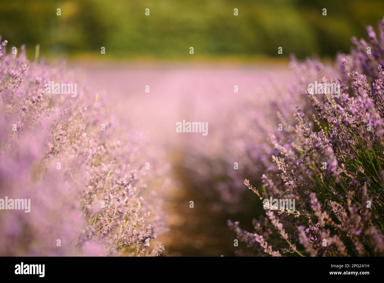 legendary provence lavender fields france Stock Photo