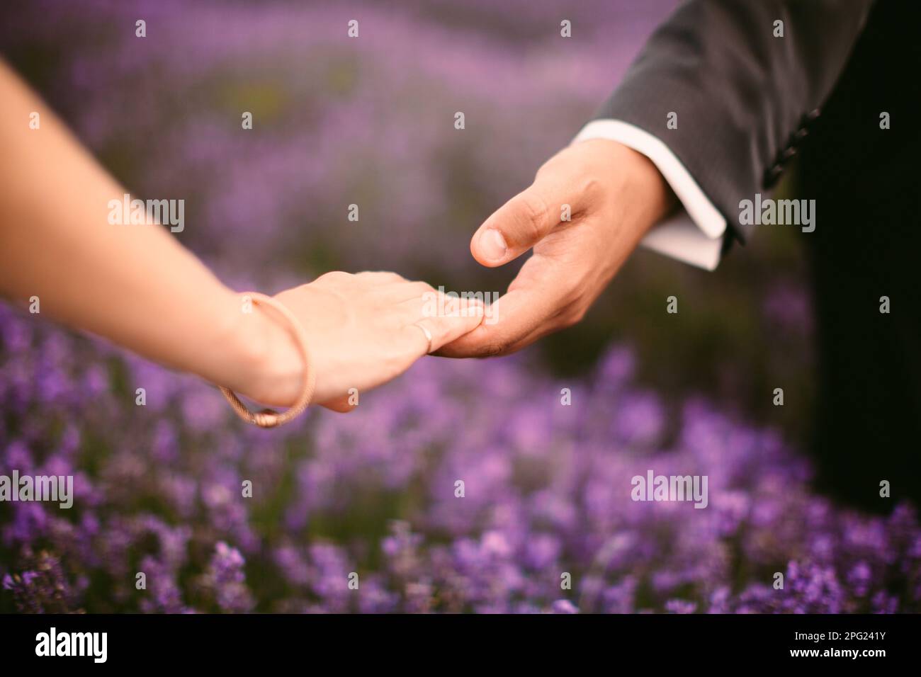 couple holding hands in lavender field Stock Photo