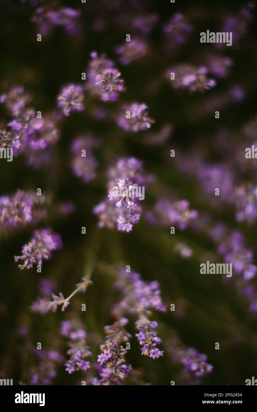 lavender field macro in france Stock Photo