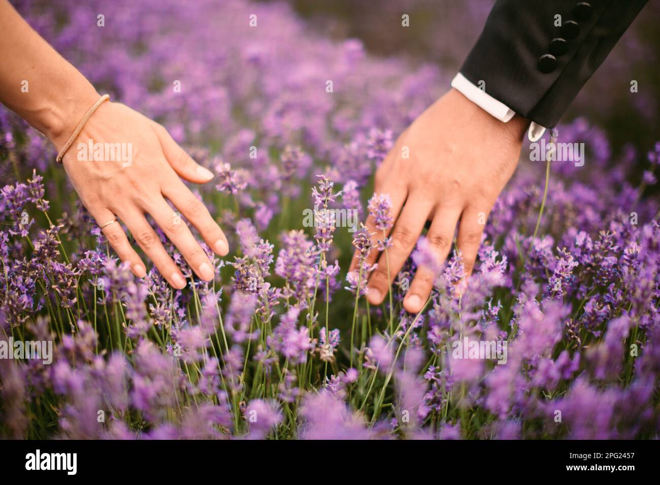 couple walking through a lavender field Stock Photo