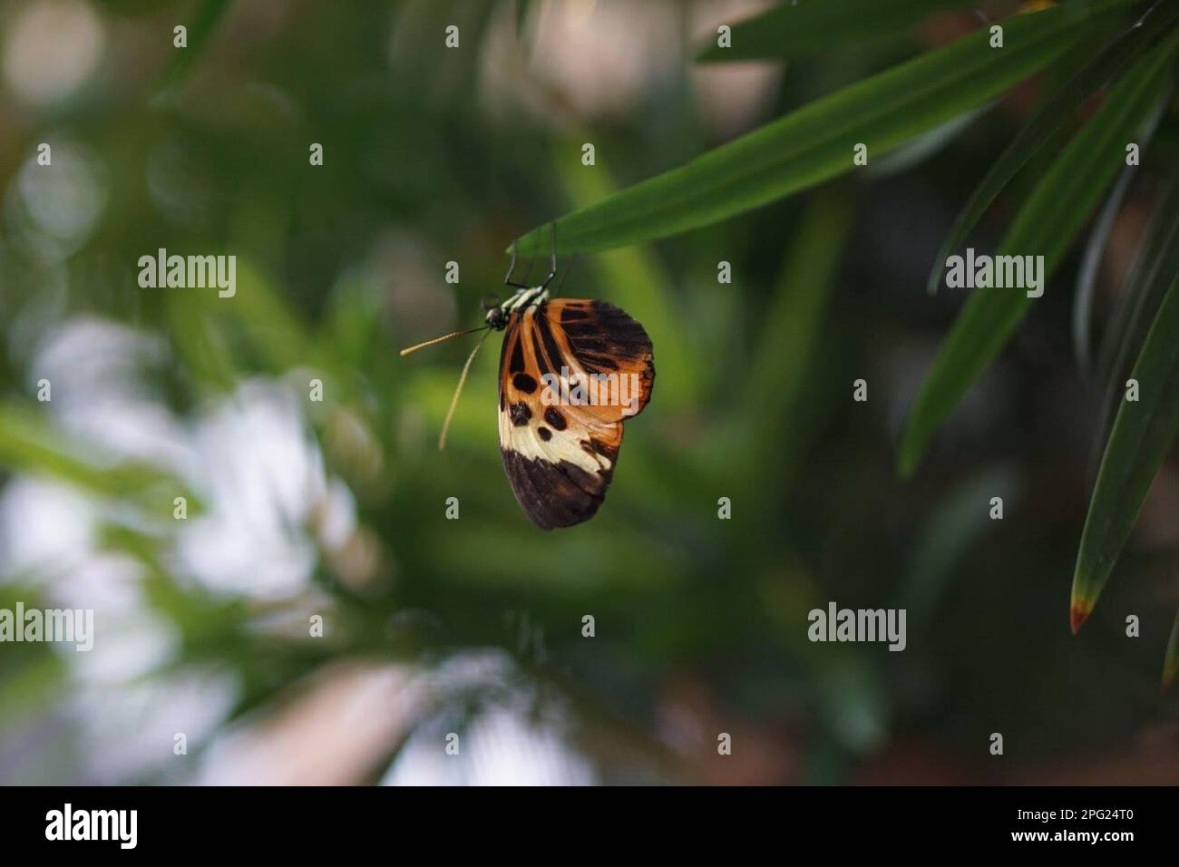 Hanging on by my butterfly feet Stock Photo Alamy