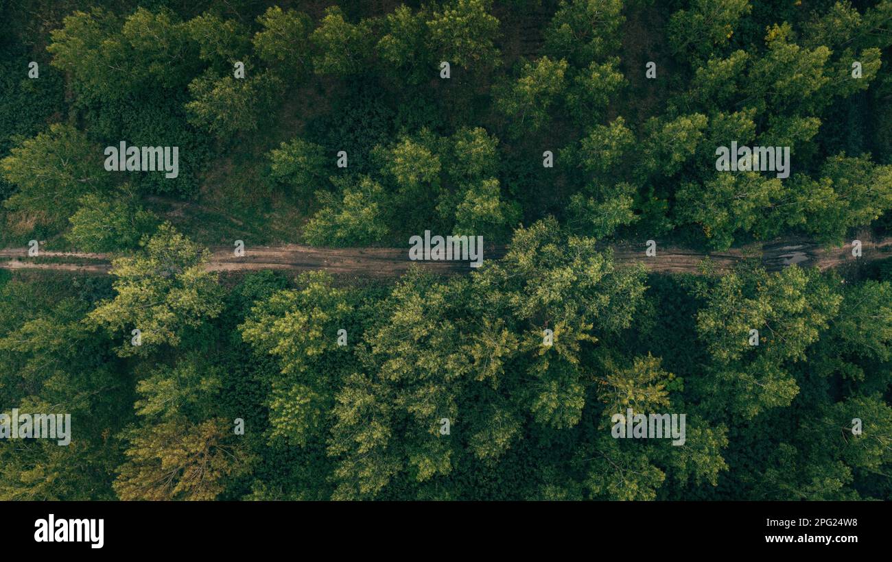 Aerial shot of dirt road through green poplar woodland in summer, top view Stock Photo