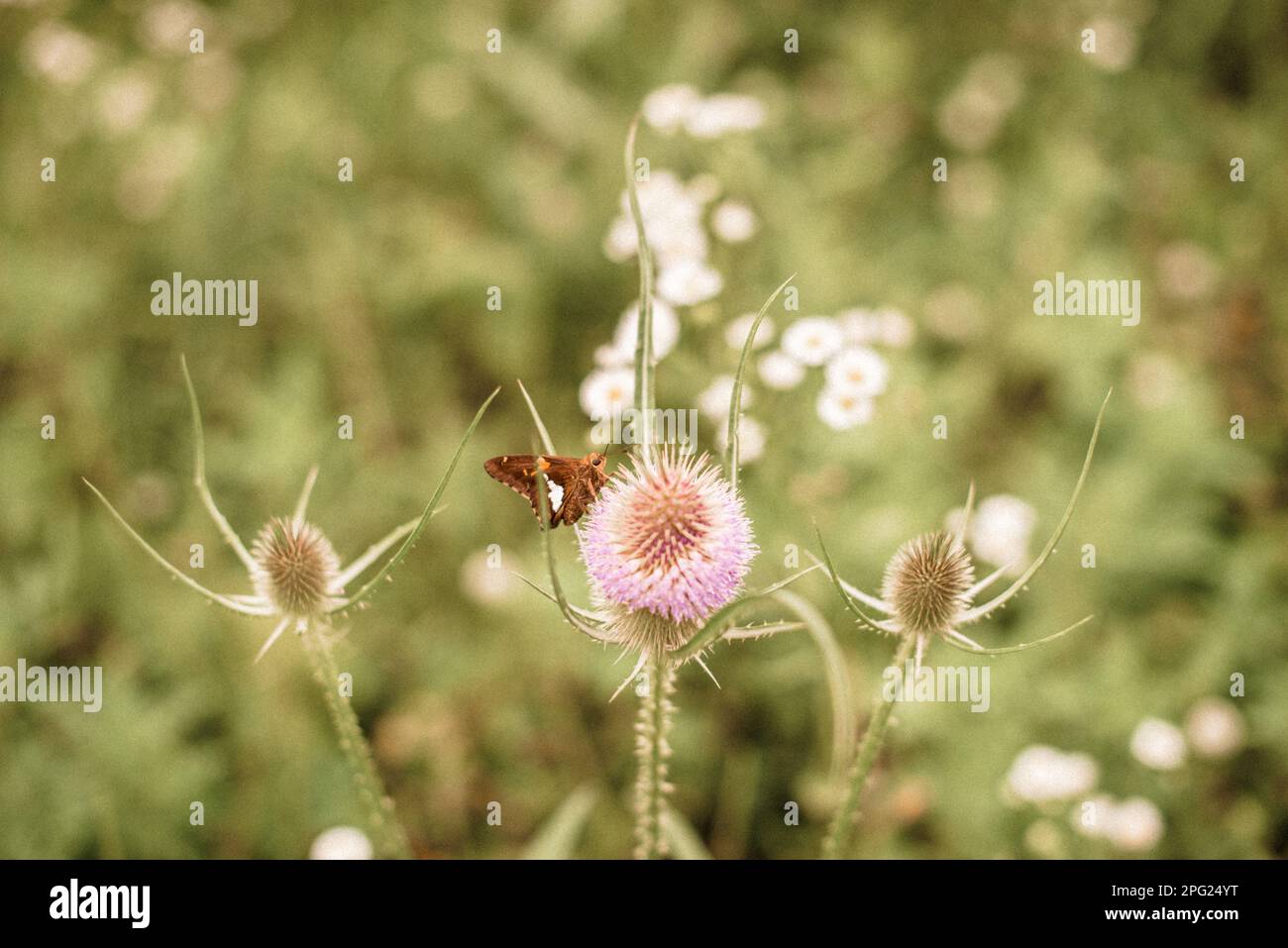 Moth wildflower hi-res stock photography and images - Alamy