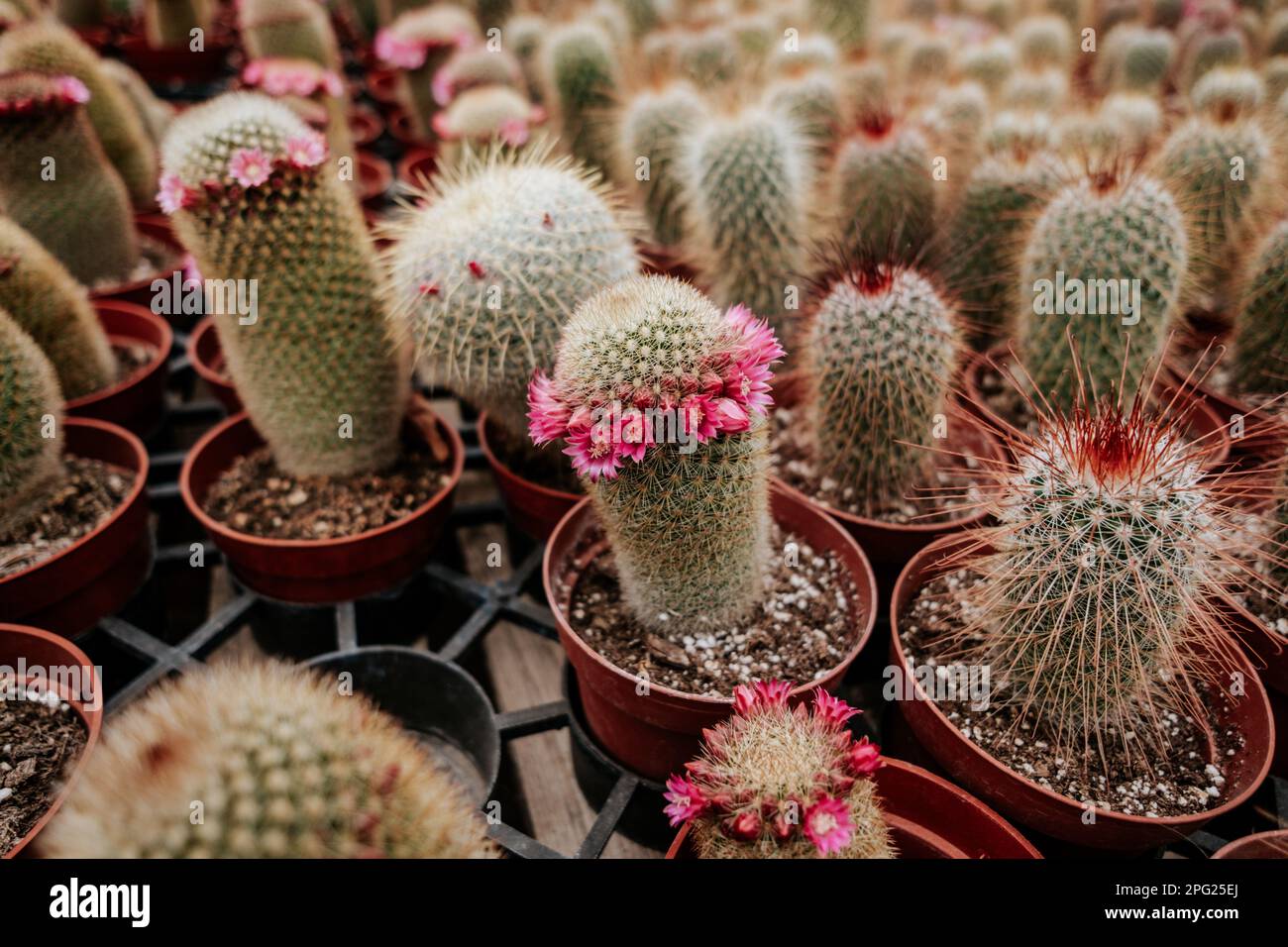 Assorted cactus blooming on shelf Stock Photo