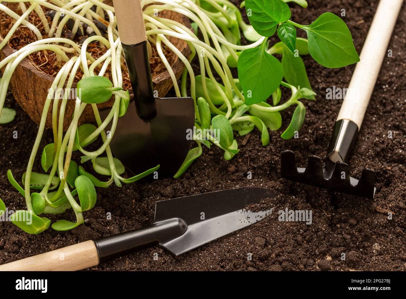 Garden tool and sunflower sprouts in a coconut shell on the ground ...