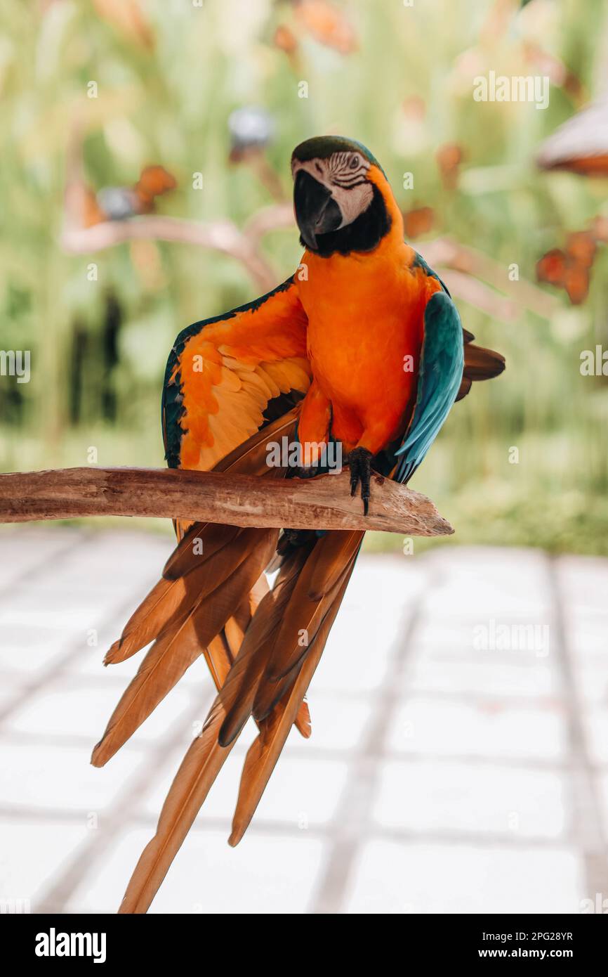 Orange-blue cockatoo parrot sitting on a branch in the bird park. Exotic birds in wildlife Stock Photo