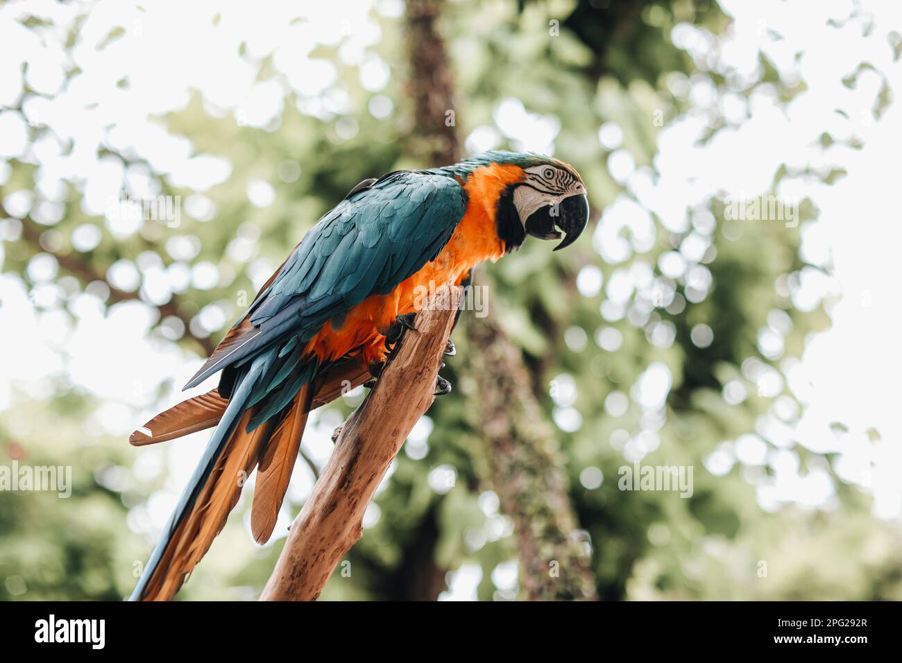 Orange blue cockatoo exotic parrot in the bird park. Wildlife scene in tropic forest. Stock Photo