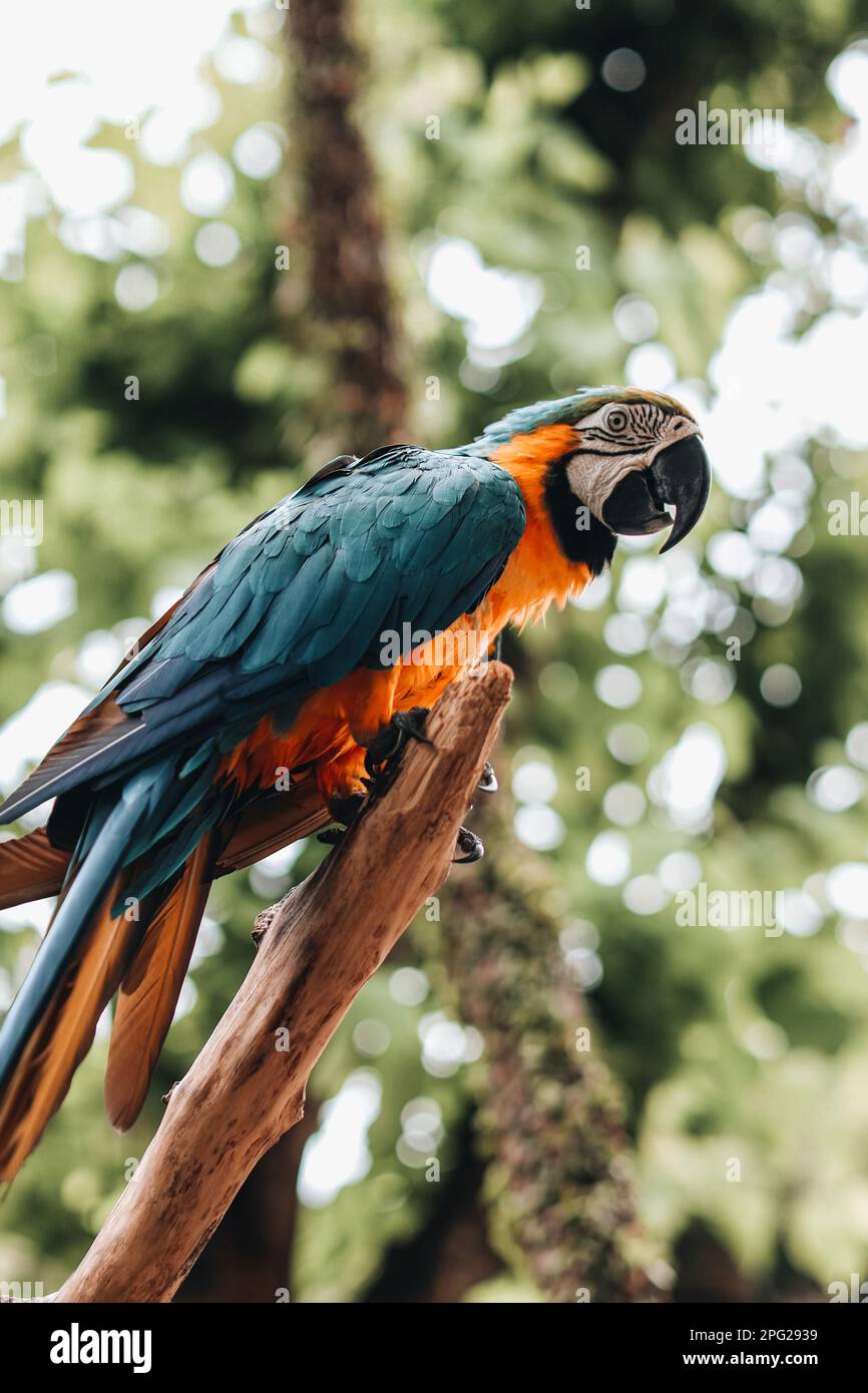 Orange blue cockatoo exotic parrot in the bird park. Wildlife scene in tropic forest. Stock Photo