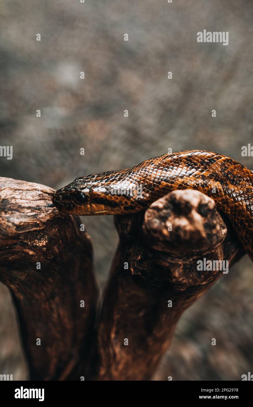 Wild snake python crawling on a tree branch in the wildlife. Vertical ...