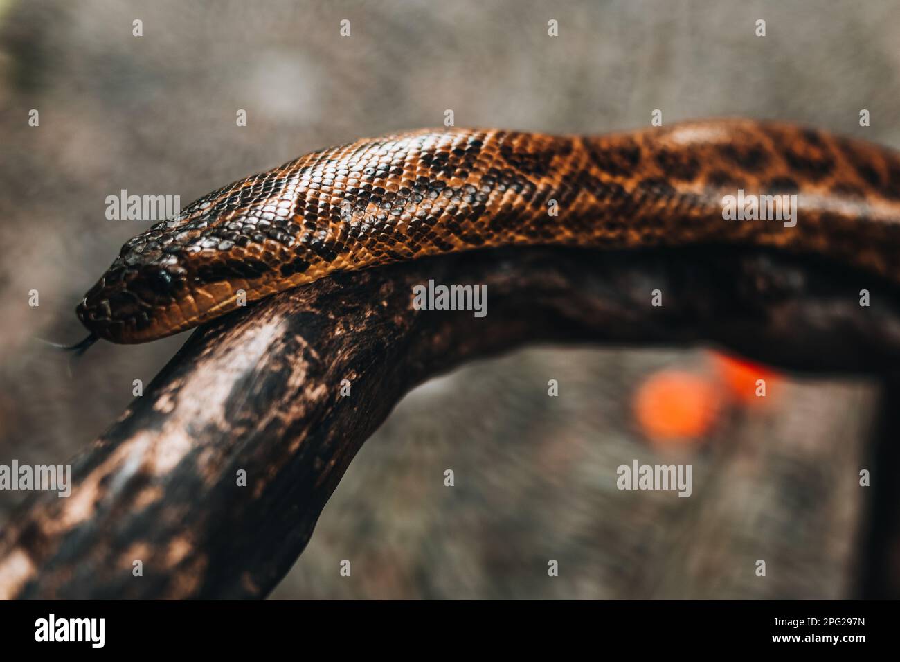 Wild brown snake python crawling on a tree branch in the wildlife Stock ...
