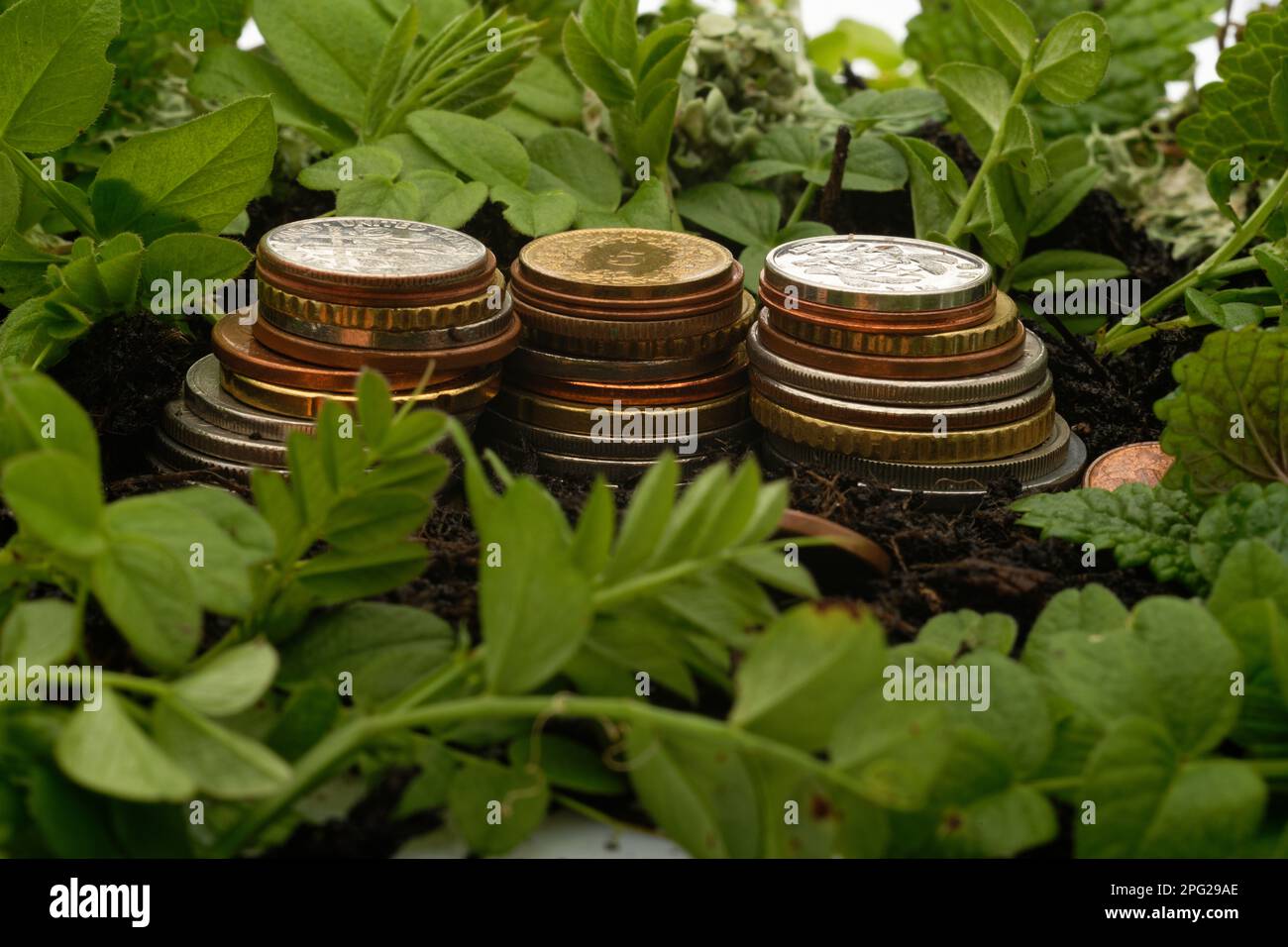 Three stacks of coins, surrounded by soil (growing medium) and new green plant leaves (recovery growth) Stock Photo