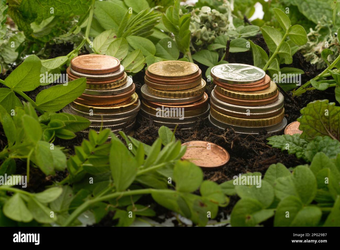 Three stacks of coins, surrounded by soil (growing medium) and new green plant leaves (recovery growth) Stock Photo