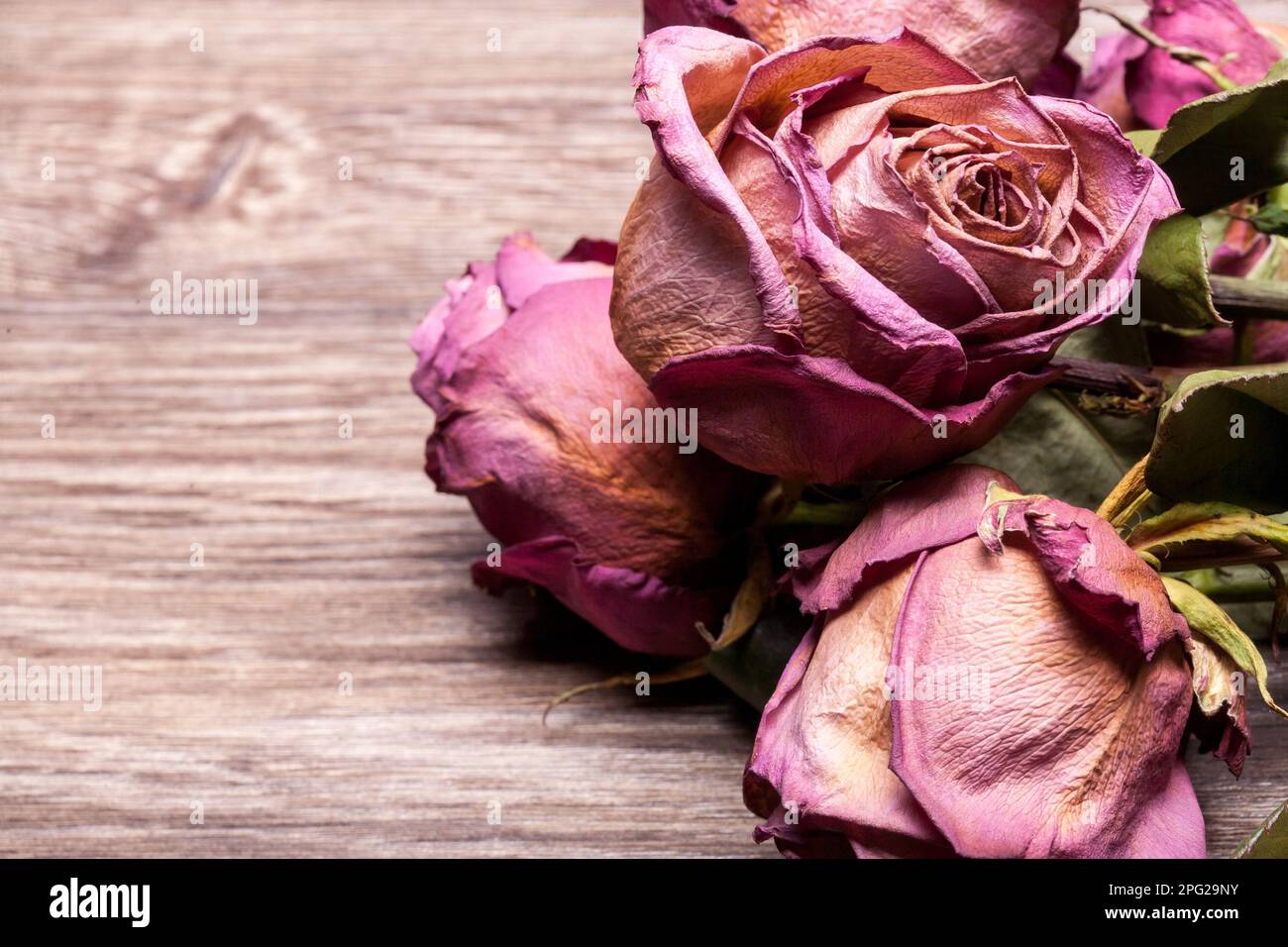 Rotting Roses Background Rotting rose hi-res stock photography and images - Alamy
