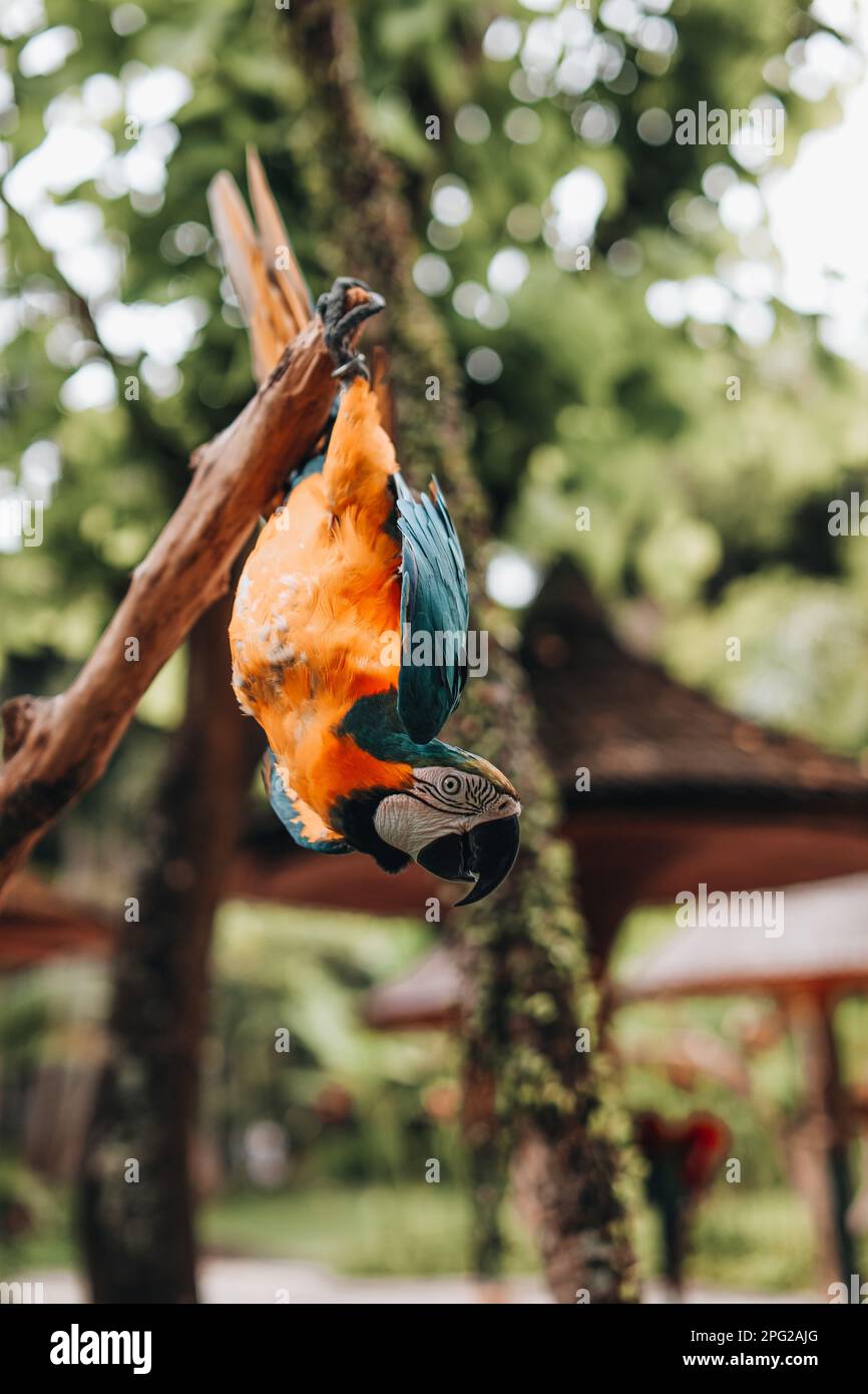 Orange blue cockatoo exotic parrot in the bird park. Wildlife scene in tropic forest. Stock Photo