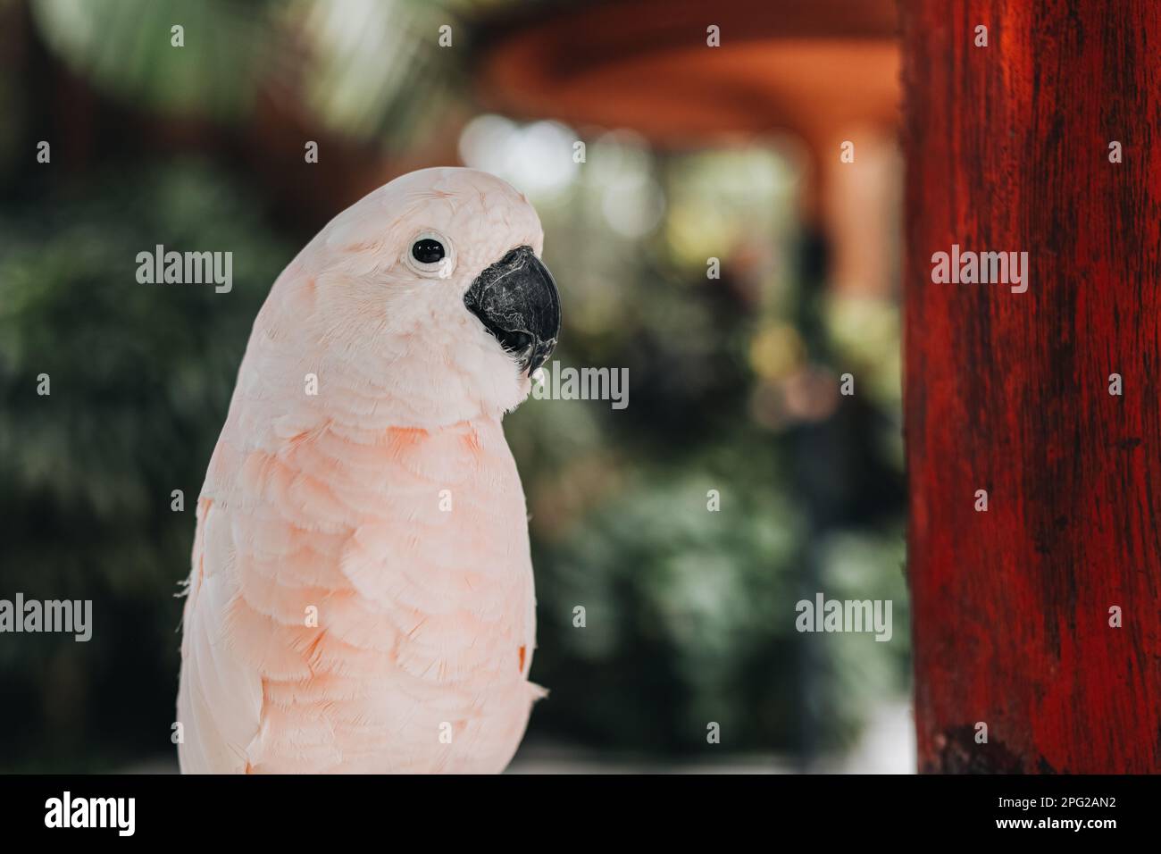 White exotic parrot in the bird park. Stock Photo